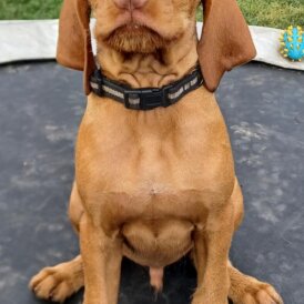 Hungarian Vizsla - Both