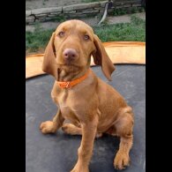 Hungarian Vizsla - Both