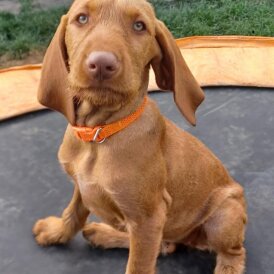 Hungarian Vizsla - Both