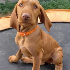 Hungarian Vizsla - Both