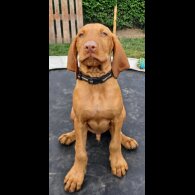 Hungarian Vizsla - Both