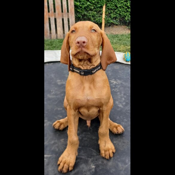 Hungarian Vizsla - Both
