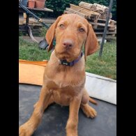 Hungarian Vizsla - Both