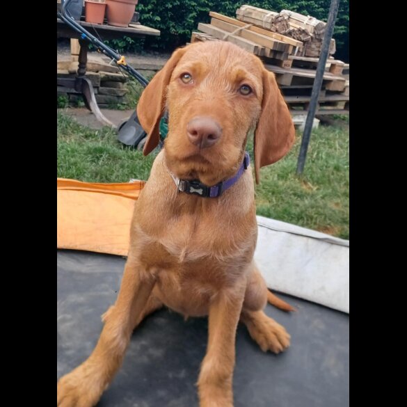 Hungarian Vizsla - Both