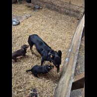 Australian Kelpie - Both
