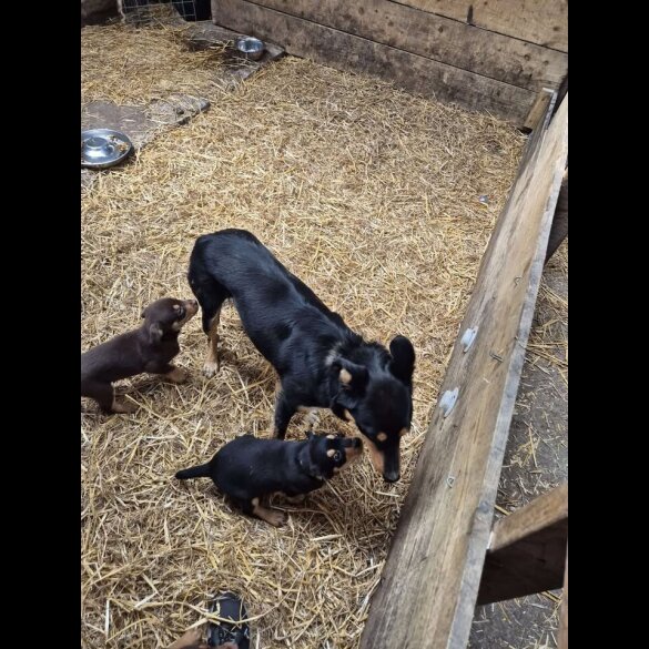 Australian Kelpie - Both