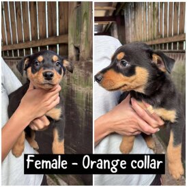 Australian Kelpie - Both