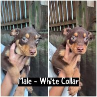 Australian Kelpie - Both