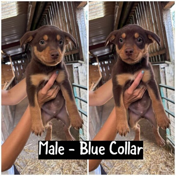 Australian Kelpie - Both