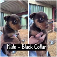 Australian Kelpie - Both
