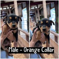 Australian Kelpie - Both