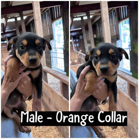 Australian Kelpie - Both
