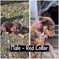 Australian Kelpie - Both