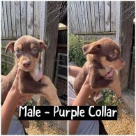 Australian Kelpie - Both
