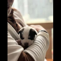 Siberian Husky - Both
