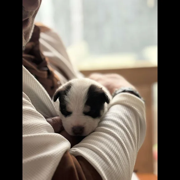 Siberian Husky - Both