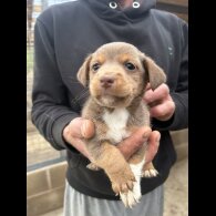 Jack Russell - Dogs