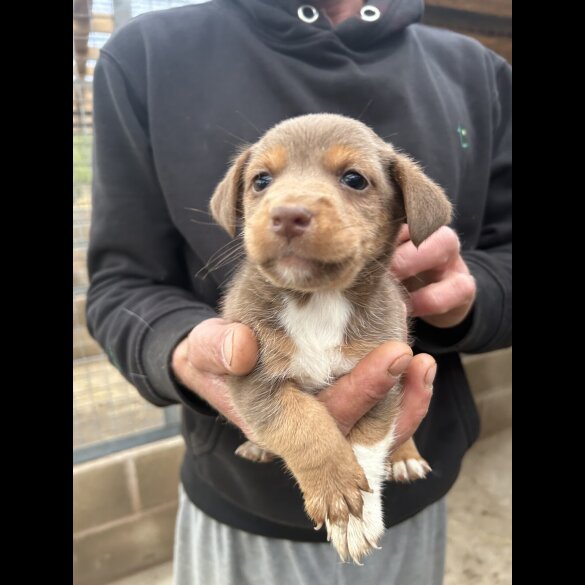 Jack Russell - Dogs
