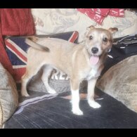 Jack Russell - Bitches