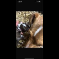 Jack Russell - Dogs