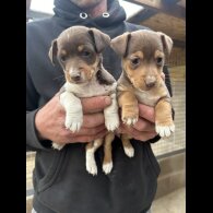 Jack Russell - Dogs