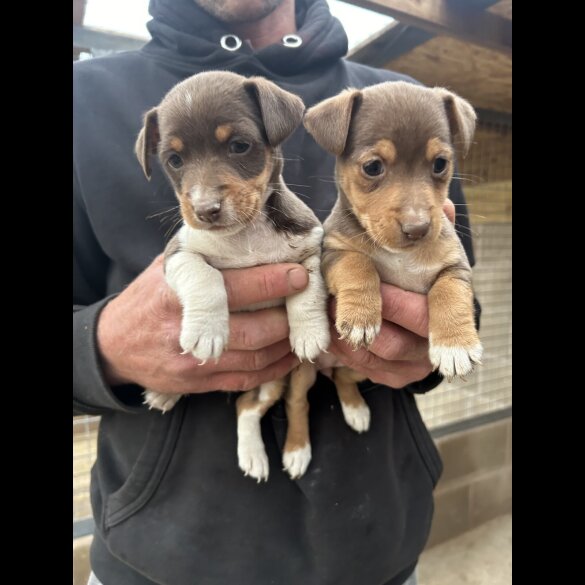 Jack Russell - Dogs