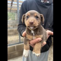 Jack Russell - Dogs