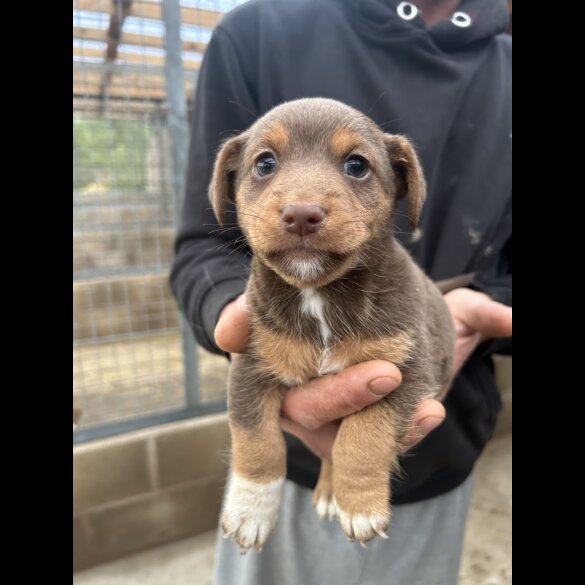Jack Russell - Dogs