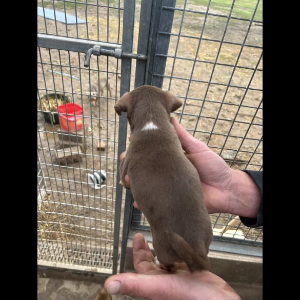 Jack Russell - Dogs