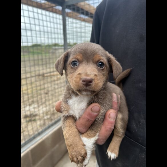 Jack Russell - Dogs