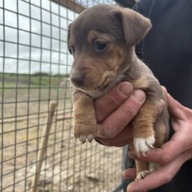 Jack Russell - Dogs