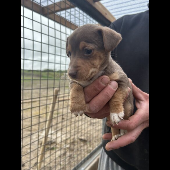 Jack Russell - Dogs