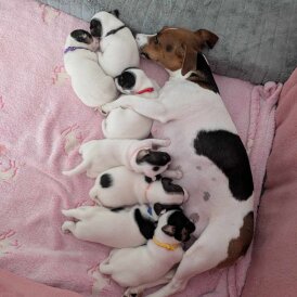 Jack Russell - Both