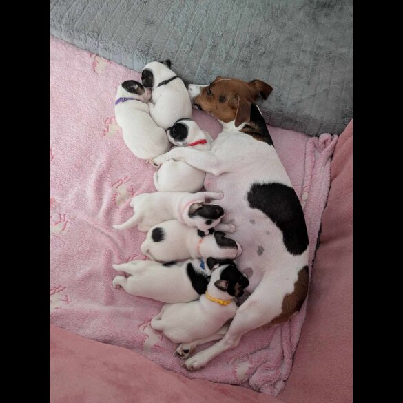 Jack Russell - Both