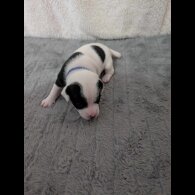Jack Russell - Both