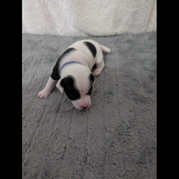 Jack Russell - Both