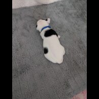 Jack Russell - Both