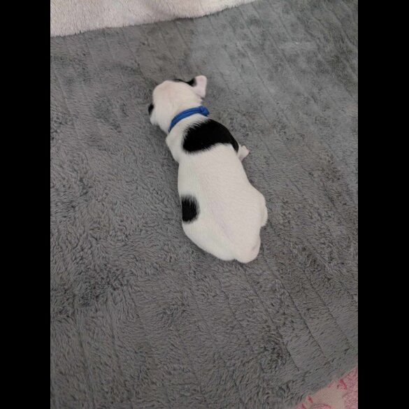 Jack Russell - Both
