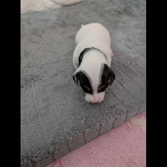 Jack Russell - Both