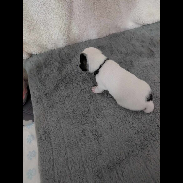 Jack Russell - Both