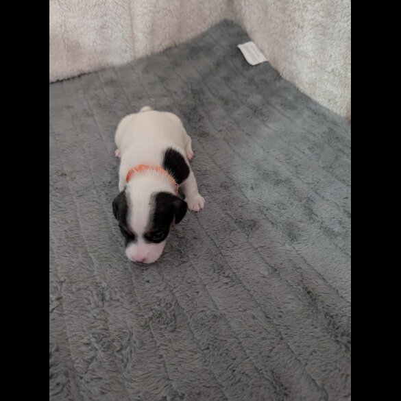 Jack Russell - Both