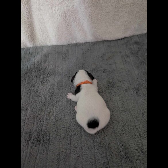 Jack Russell - Both