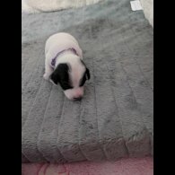 Jack Russell - Both
