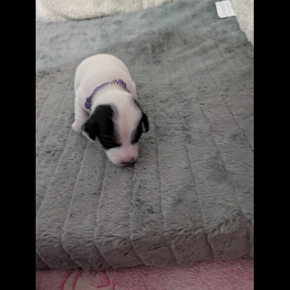 Jack Russell - Both
