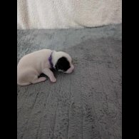 Jack Russell - Both
