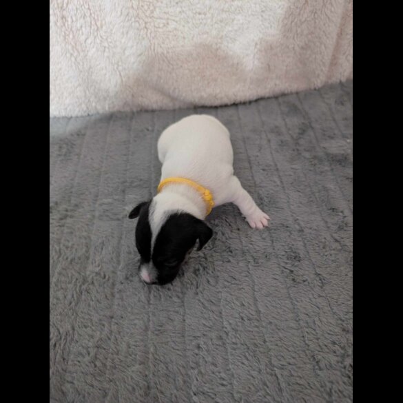 Jack Russell - Both