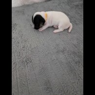 Jack Russell - Both