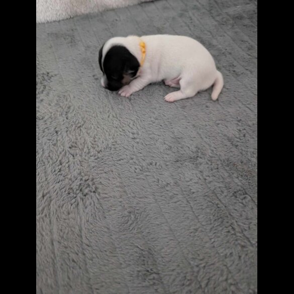 Jack Russell - Both