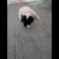 Jack Russell - Both