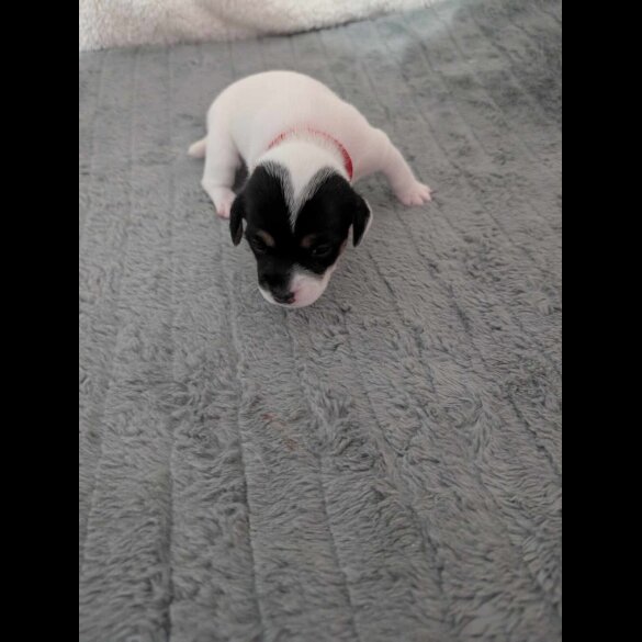 Jack Russell - Both